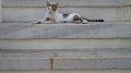 Mykonos cat 2